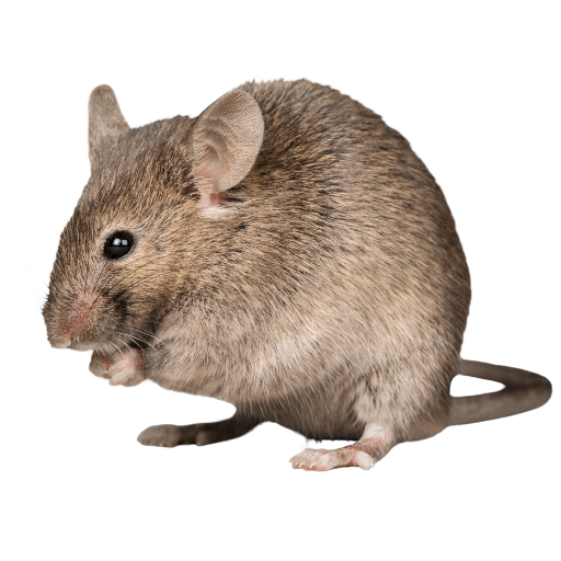 Attic Rodent Mouse That We Can Remove From Your Home Pestfree Attic Cleaners Saratoga